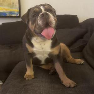 Image of Dinky, Lost Dog