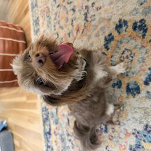 Image of Unknown, Found Dog
