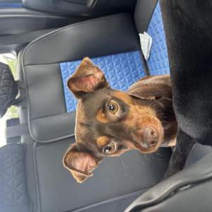 Image of Baby, Lost Dog