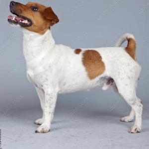 Image of Unknown, Lost Dog