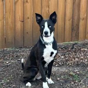 Lost 1 Addie (TX)