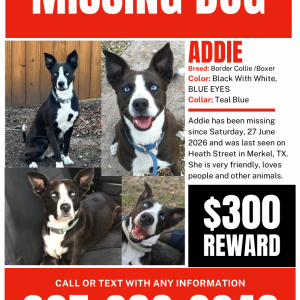 2nd Image of Addie, Lost Dog