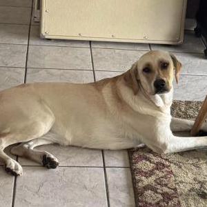 Lost 1 Bow (California)