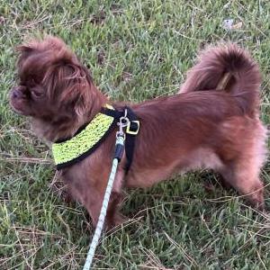 Image of Coco, Lost Dog