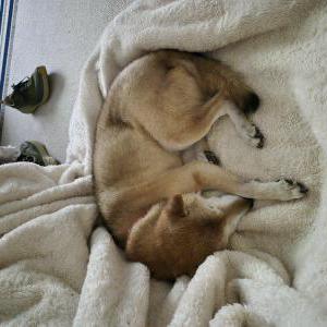 Image of Mozi, Lost Dog