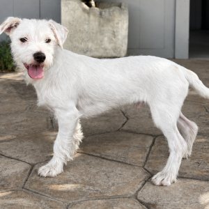 Image of Unknown, Found Dog