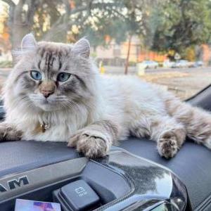 Lost 2 Theo (California)