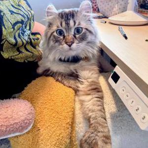2nd Image of Theo, Lost Cat