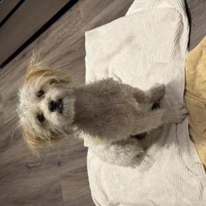 Image of Unknown, Found Dog