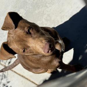 Image of Unknown, Found Dog