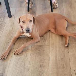 Image of Unknown, Found Dog