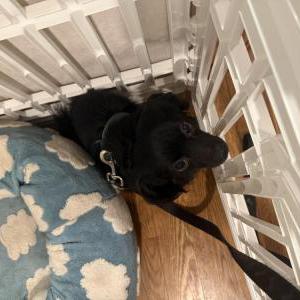 Found Dog Unknown