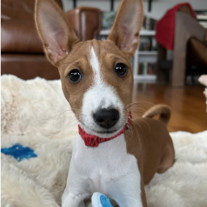 Lost 1 Calliope (IL)