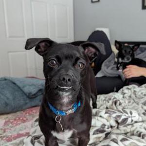 Lost 1 Frodo (Colorado)