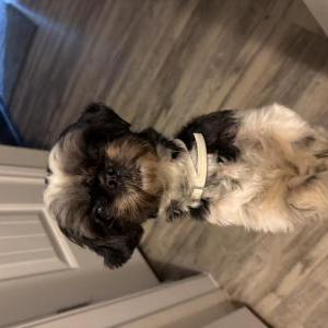 Image of Roxy, Lost Dog