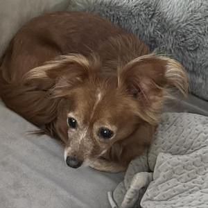 Image of Unknown, Found Dog