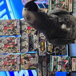 2nd Image of Jerry, Lost Bird