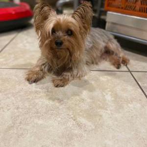 Image of Princess, Lost Dog