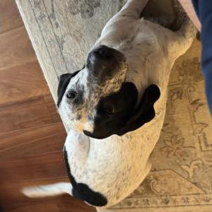 Image of Leroy, Lost Dog