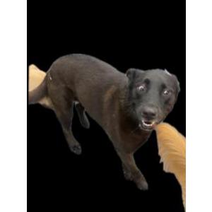 Lost 1 Scout (CA)