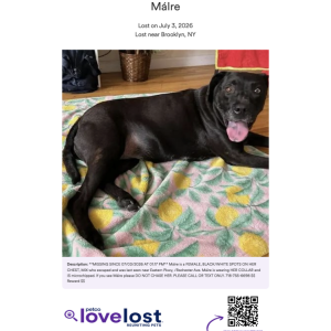 Image of Máire, Lost Dog