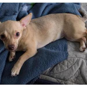 Image of Eevee, Lost Dog