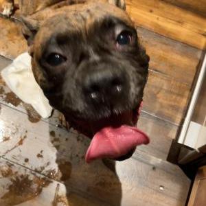 Image of Unknown, Found Dog