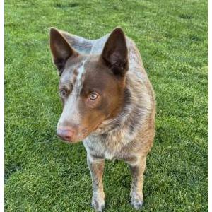Image of Canelo, Lost Dog