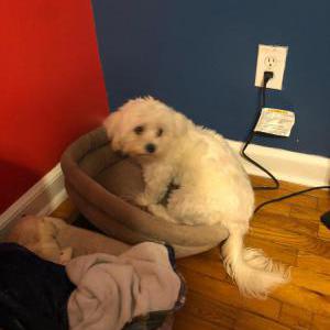 2nd Image of Luna, Lost Dog