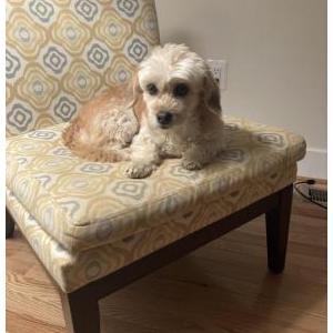 Lost Dog Cookie