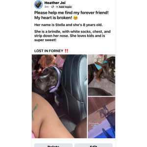 Image of Stella, Lost Dog
