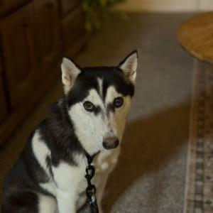 Image of Unknown, Found Dog