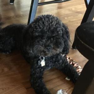 Image of Buddy, Lost Dog