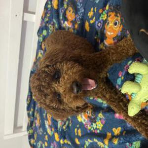 Image of Leo, Lost Dog