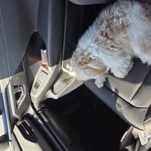 Image of Unknown, Found Dog