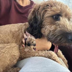 Image of Zuma, Lost Dog