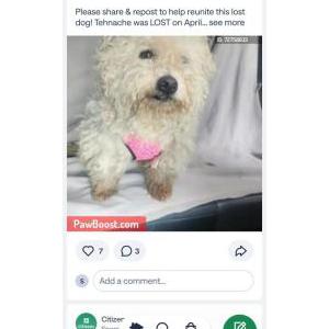Image of Tehnasche, Lost Dog