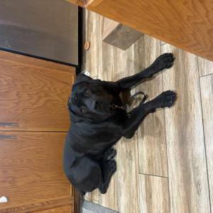 Lost 1 Maya (CA)