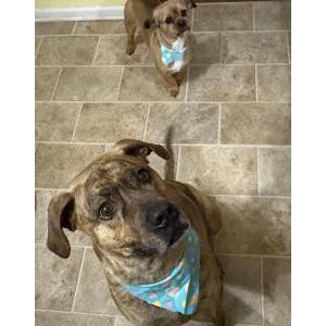 Image of Tyson and Benji, Lost Dog