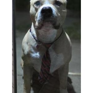 Image of Koba, Lost Dog