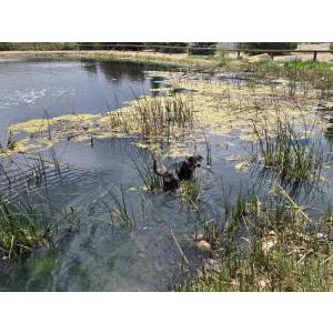 Image of Maybelle, Lost Dog