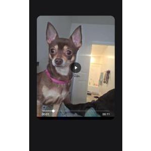 Image of Duchess, Lost Dog
