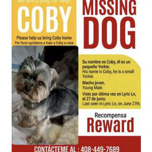 Image of Coby, Lost Dog