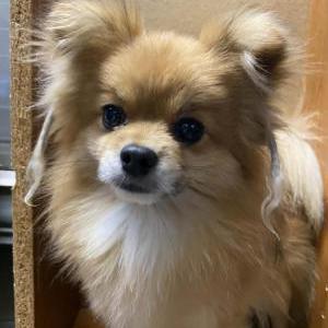 Image of Brow-Brow, Lost Dog