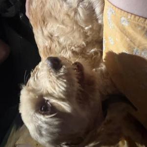 Image of Unknown, Found Dog