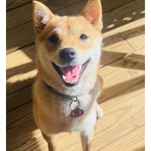 Lost 1 Suki (AR)