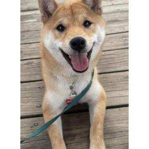 2nd Image of Suki, Lost Dog