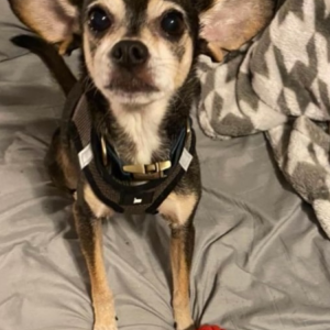 Image of Amigo, Lost Dog