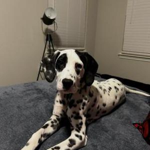 Image of Athena, Lost Dog