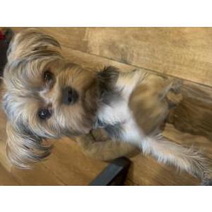 Image of Koji, Lost Dog